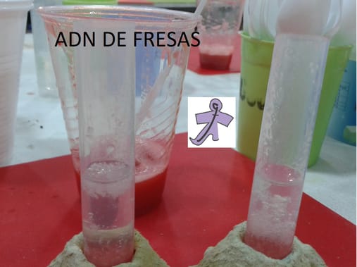 CAMPAMENTO CIENCIA VERANO